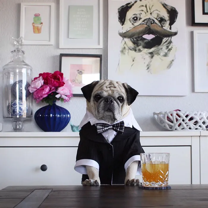Rocco The Pug Is The Most Stylish Bartender On Instagram (10+ Pics)