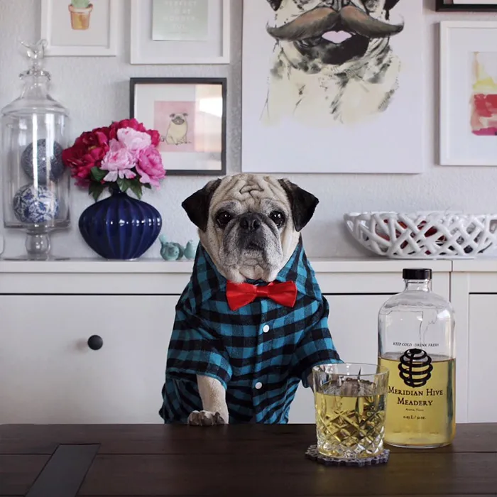 Rocco The Pug Is The Most Stylish Bartender On Instagram (10+ Pics)
