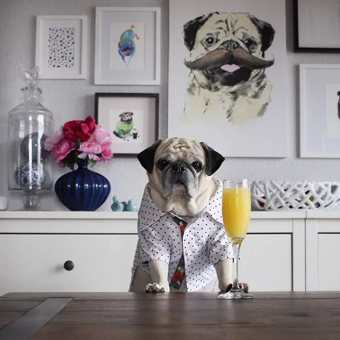 Rocco The Pug Is The Most Stylish Bartender On Instagram (10+ Pics)