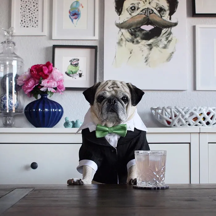 Rocco The Pug Is The Most Stylish Bartender On Instagram (10+ Pics)