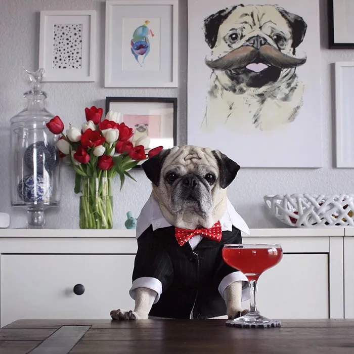 Rocco The Pug Is The Most Stylish Bartender On Instagram (10+ Pics)