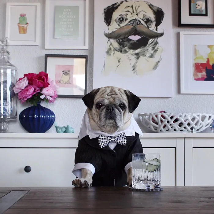 Rocco The Pug Is The Most Stylish Bartender On Instagram (10+ Pics)