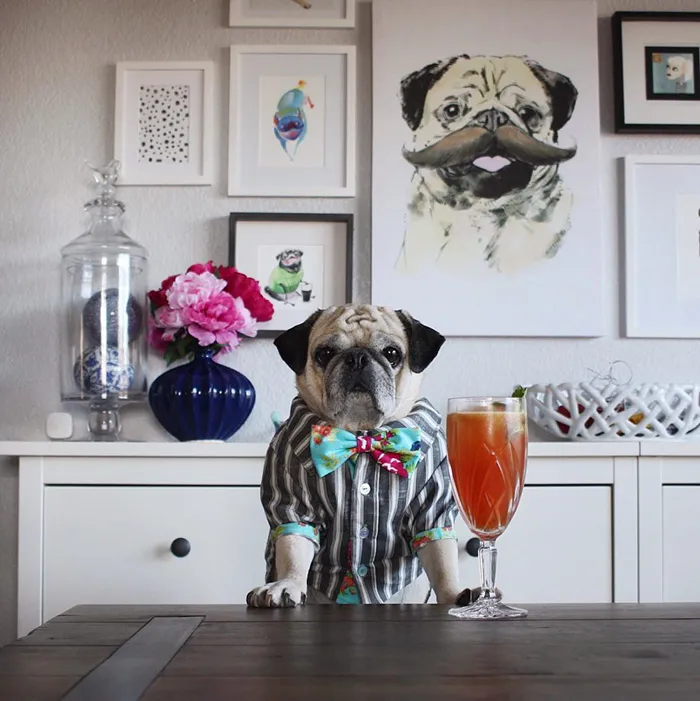 Rocco The Pug Is The Most Stylish Bartender On Instagram (10+ Pics)