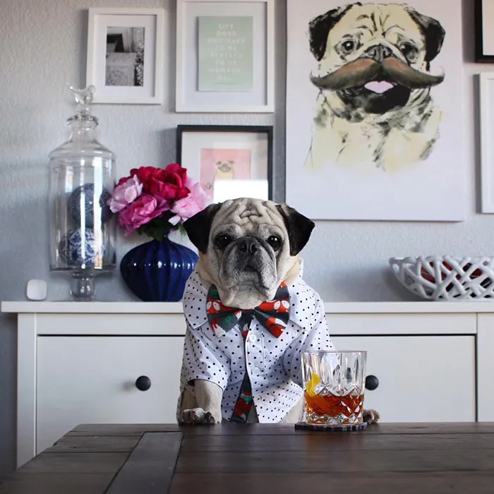 Rocco The Pug Is The Most Stylish Bartender On Instagram (10+ Pics)