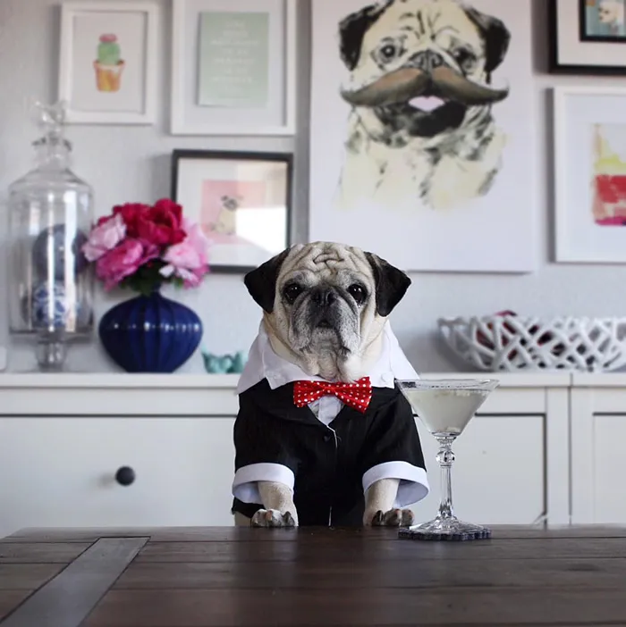 Rocco The Pug Is The Most Stylish Bartender On Instagram (10+ Pics)