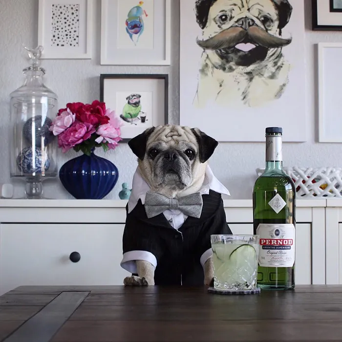 Rocco The Pug Is The Most Stylish Bartender On Instagram (10+ Pics)