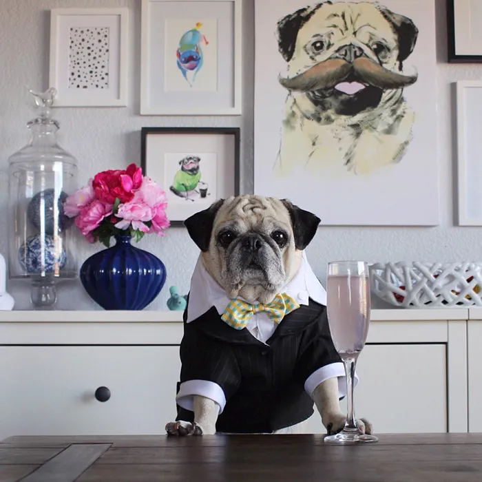 Rocco The Pug Is The Most Stylish Bartender On Instagram (10+ Pics)