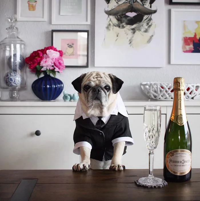 Rocco The Pug Is The Most Stylish Bartender On Instagram (10+ Pics)