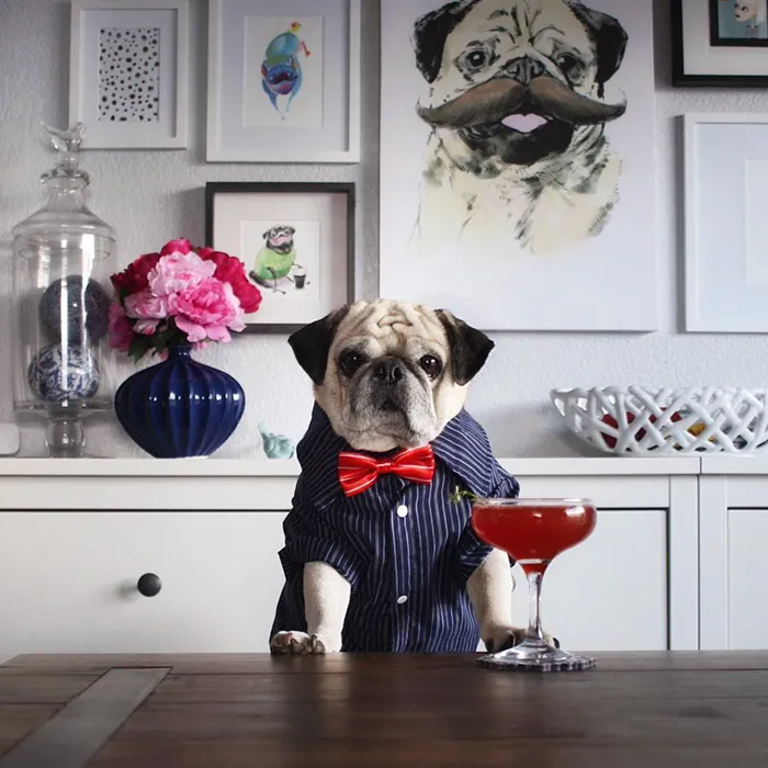 Rocco The Pug Is The Most Stylish Bartender On Instagram (10+ Pics)