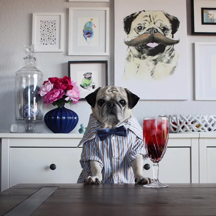 Rocco The Pug Is The Most Stylish Bartender On Instagram (10+ Pics)