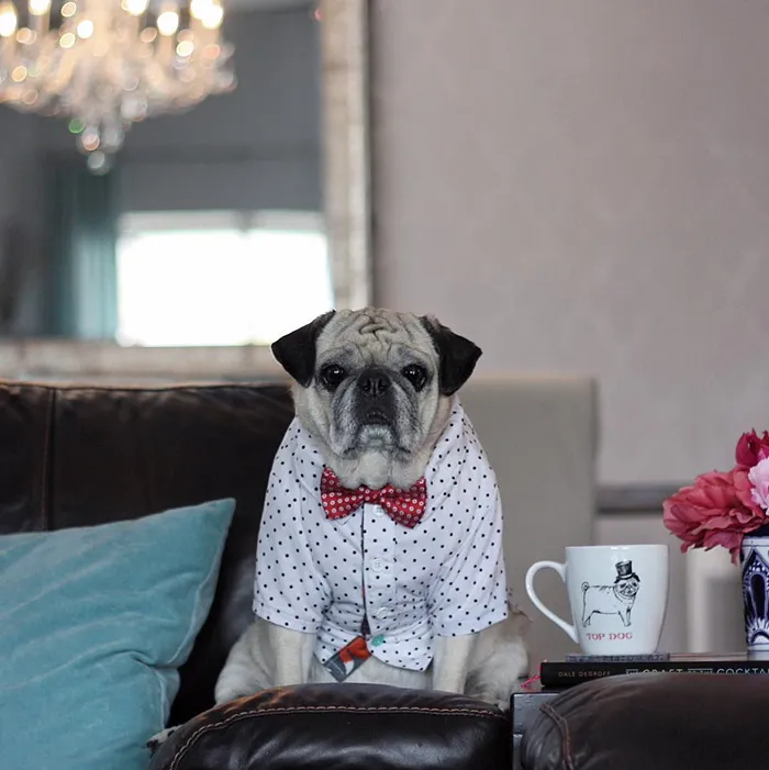 Rocco The Pug Is The Most Stylish Bartender On Instagram (10+ Pics)