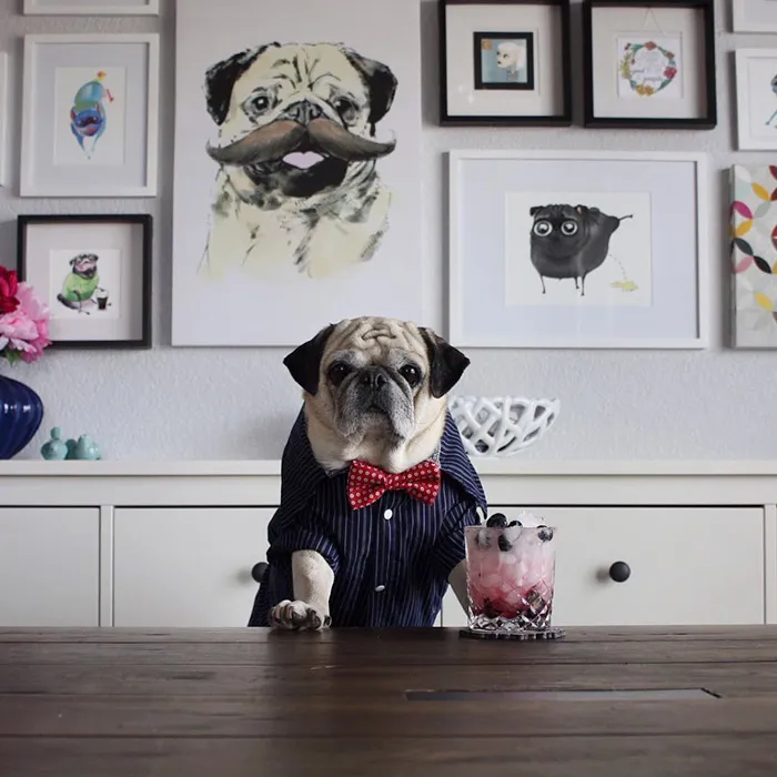 Rocco The Pug Is The Most Stylish Bartender On Instagram (10+ Pics)