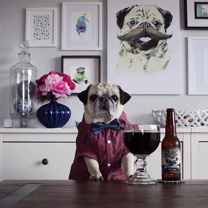 Rocco The Pug Is The Most Stylish Bartender On Instagram (10+ Pics)