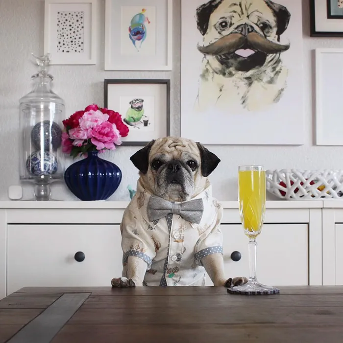 Rocco The Pug Is The Most Stylish Bartender On Instagram (10+ Pics)