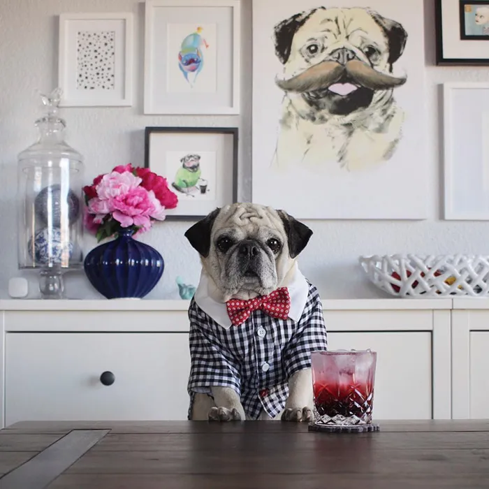Rocco The Pug Is The Most Stylish Bartender On Instagram (10+ Pics)