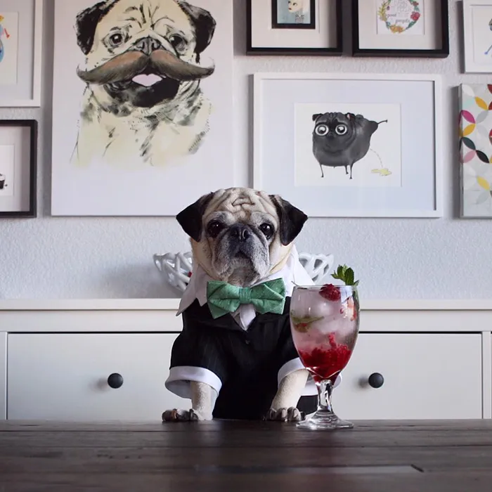 Rocco The Pug Is The Most Stylish Bartender On Instagram (10+ Pics)