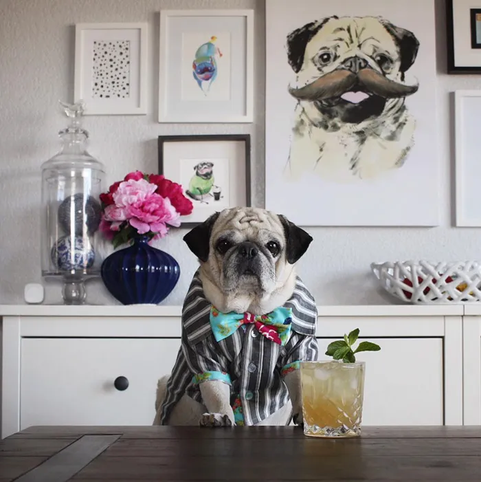 Rocco The Pug Is The Most Stylish Bartender On Instagram (10+ Pics)