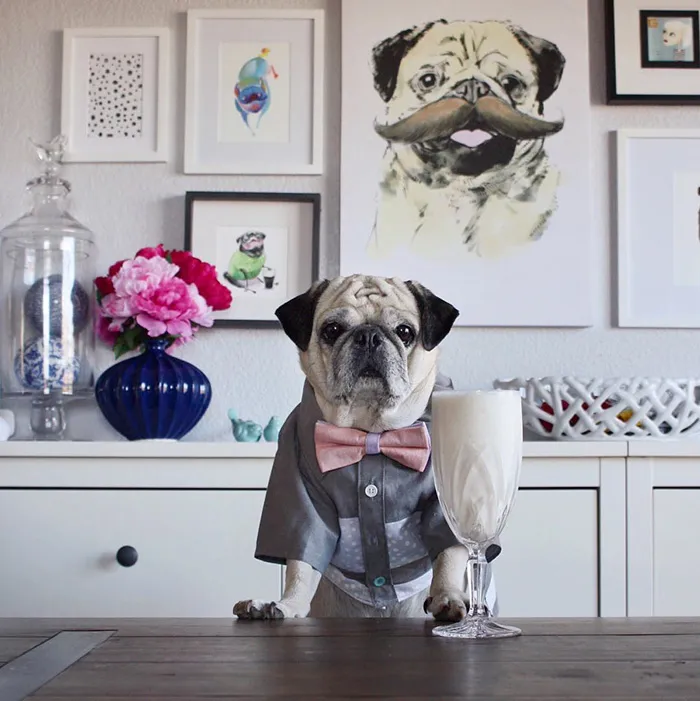 Rocco The Pug Is The Most Stylish Bartender On Instagram (10+ Pics)