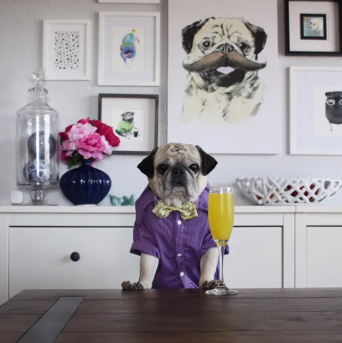 Rocco The Pug Is The Most Stylish Bartender On Instagram (10+ Pics)