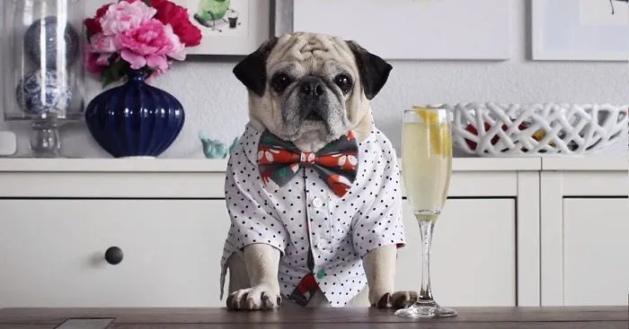 Rocco The Pug Is The Most Stylish Bartender On Instagram (10+ Pics)