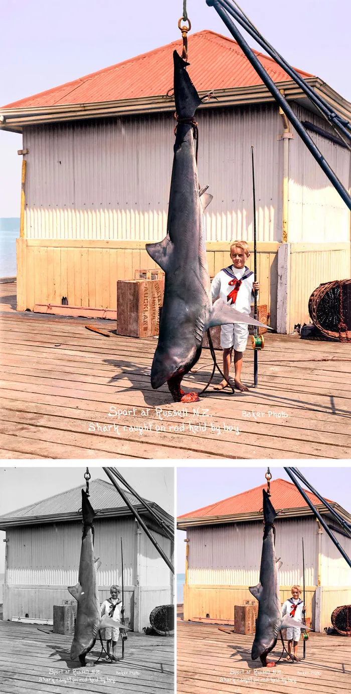Shark Caught At Russell, 1915