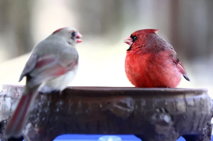 Courting Season