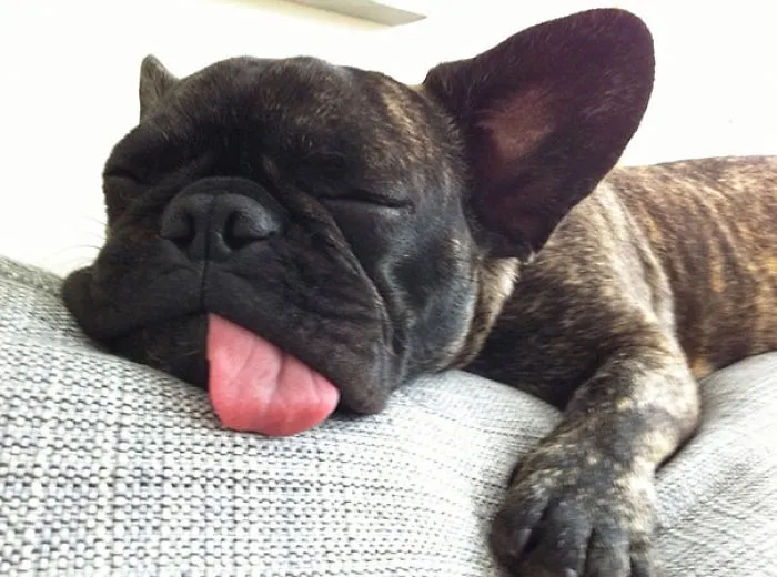 Sleeping Cutie
