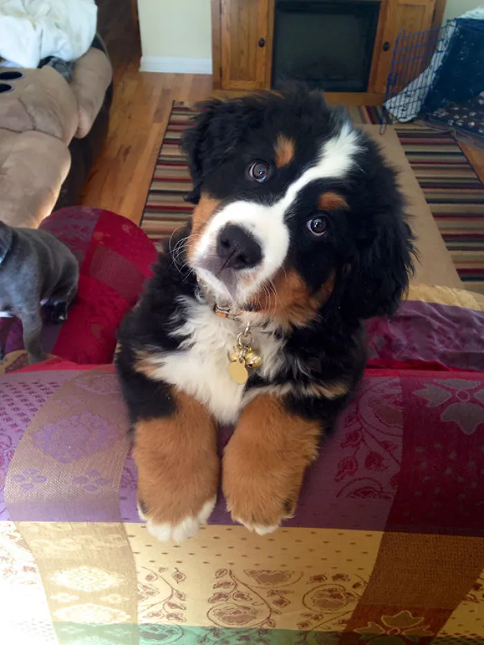 Paws For A Moment And Enjoy This Puppy