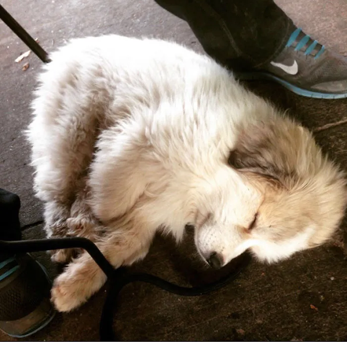 Tried To Walk Downtown After The Dog Park. He Lasted A Block