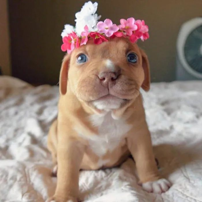 Little Penny