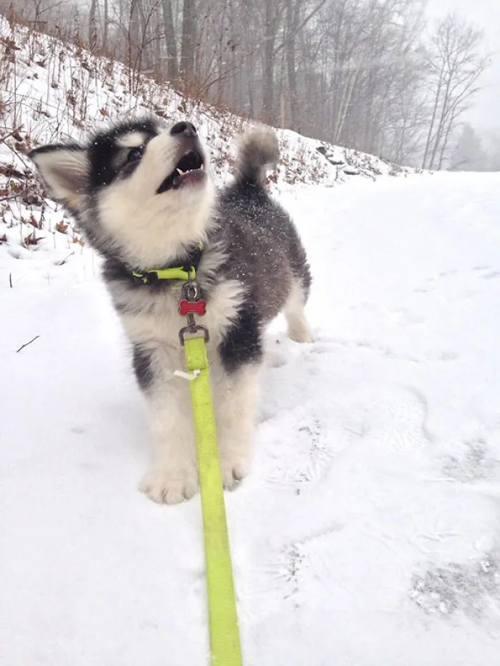 He's So Excited For Snow