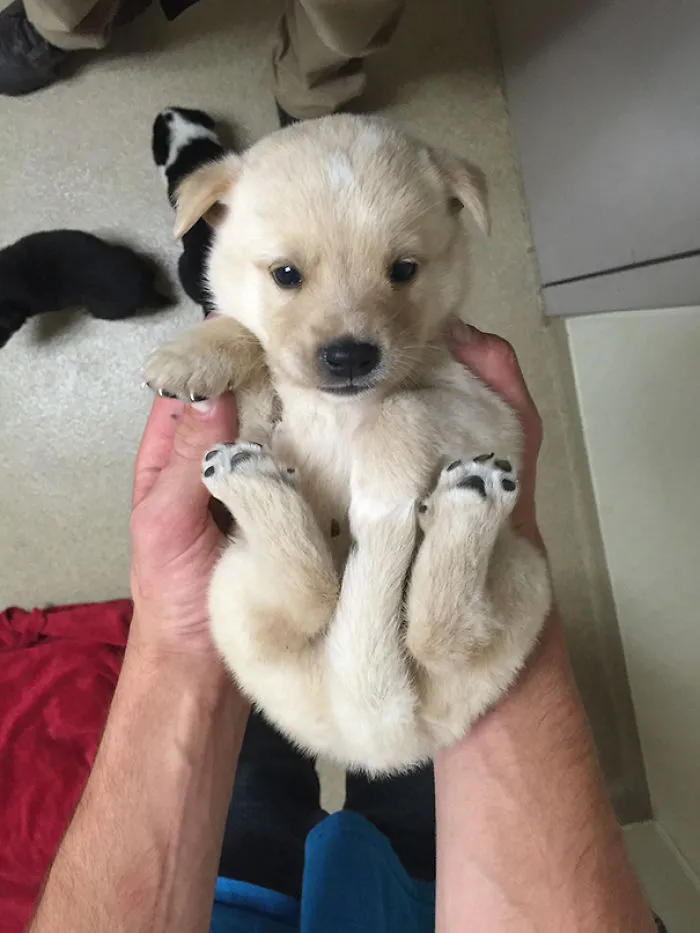 This Puppy Was Such A Handful Today At Work