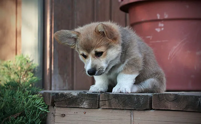 He Hasn't Quite Figured Out The Stairs Yet