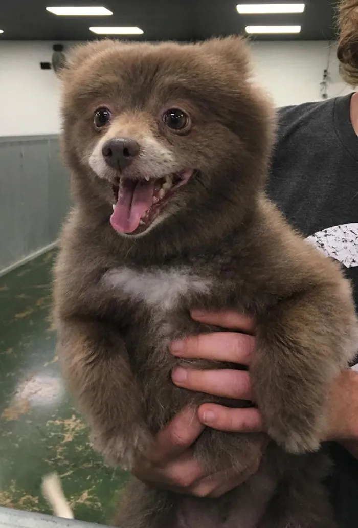 Somebody Brought This Bear Into Doggie Day Care