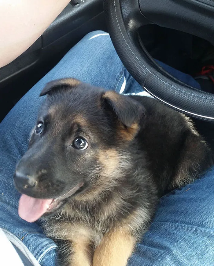 Nova, The Calmest German Shepherd Puppy