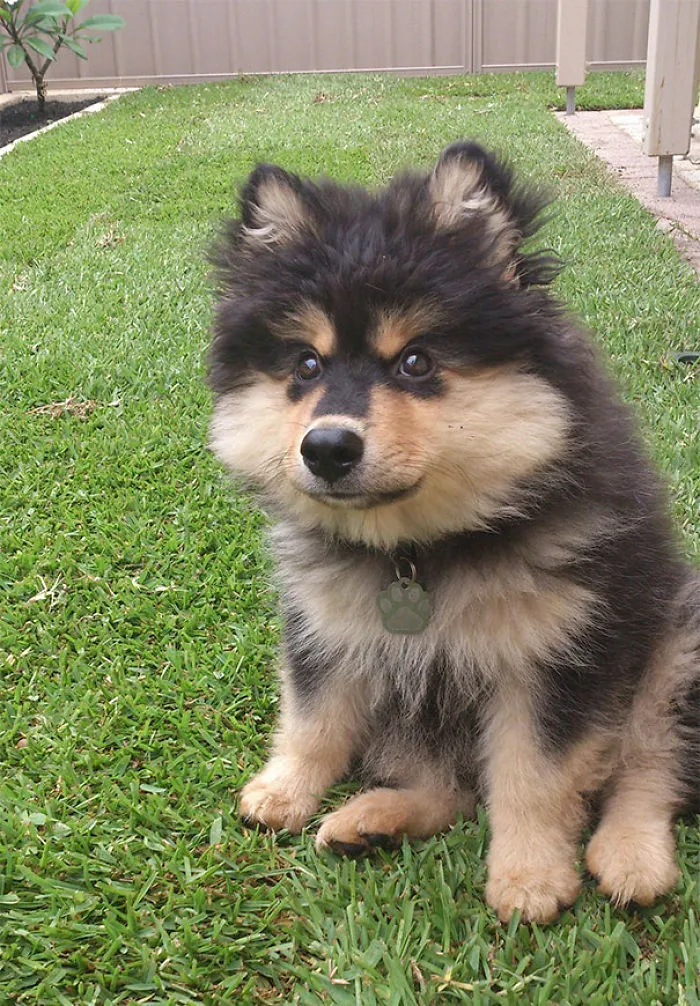 Meet Loki - Destroyer Of Shoes, Melter Of Hearts