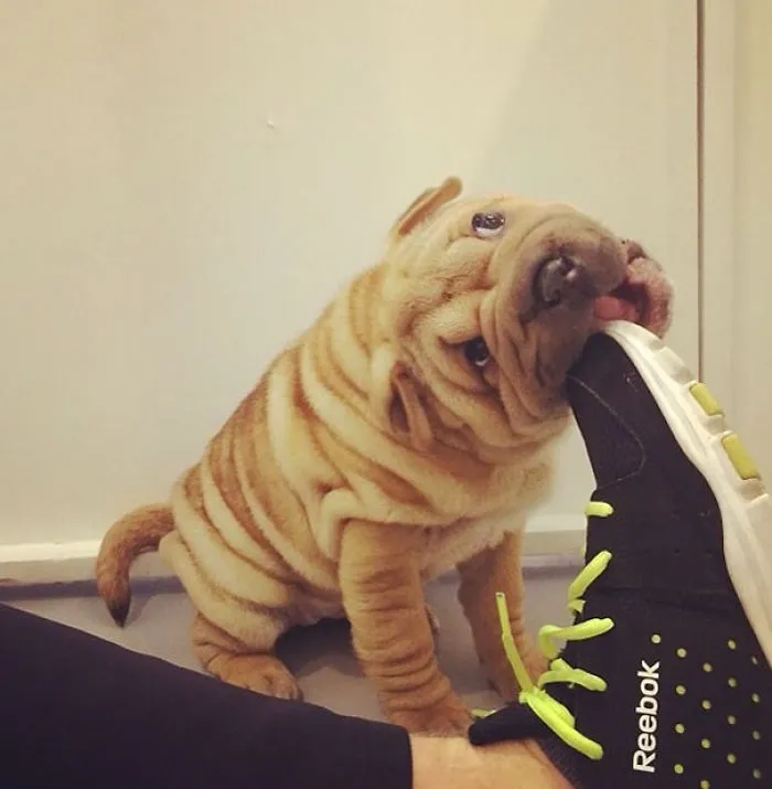 Cute Shelter Puppy Eating My Shoe