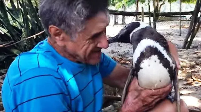 Dindim The Penguin