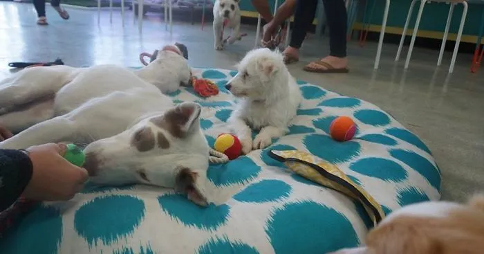 First Dog Cafe In U.S. Lets You Adopt A Dog While Enjoying Your Coffee