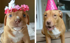 Abandoned Pup Celebrates The 1st Birthday No One Thought She Would Live To See