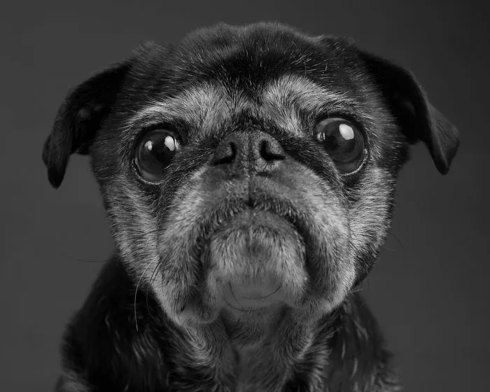 Dog As Art Photographed Dogs For A Calendar To Supports A Syrian Refugee. You Can Vote Too!