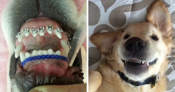 This Dog Couldn't Close His Mouth, So He Got Braces