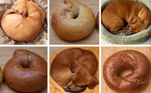 Puppies Or Food? 12 Pics That Will Make You Question Reality