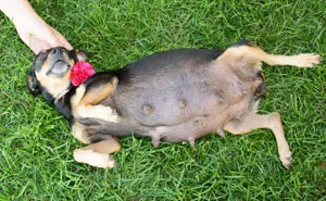 Pregnant Dog Totally Rocks Her Maternity Photo Shoot