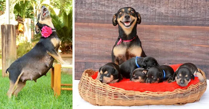 Maternity Photoshoot Dog Just Gave Birth To 5 Super Cute Puppies