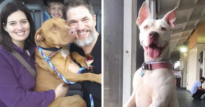 Shelter Stops Breed Labeling Dogs After Study Shows It Unfairly Affects Adoptions