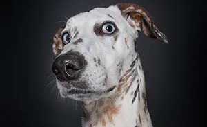 Dogs Questioning The Photographer’s Sanity
