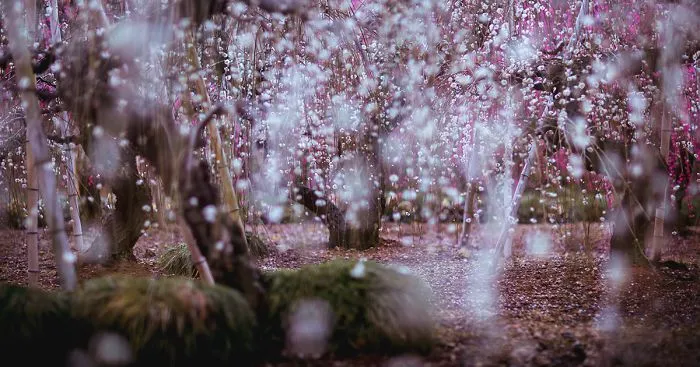 I Captured Spring In Japan
