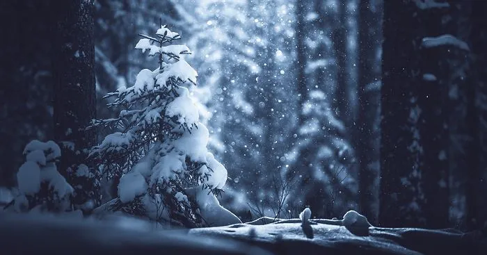 Ethereal Silence: I Photographed Finnish Forests And Trees