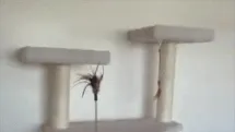 Cat Logic